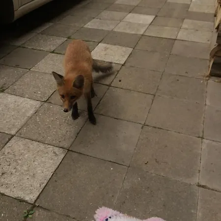 Jelenice Apartmán *
